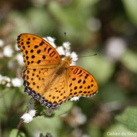 Argynnis hyperbius Linnaeus, 1763